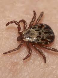 They can also transmit a number of scary diseases, including lyme disease, rocky mountain spotted fever, human anaplasmosis, tularemia, rickettsiosis and more. How To Keep Ticks Out Of Your Yard And Off Your Body Wgme