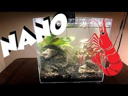 3 Gallon Shrimp Tank Youtube Shrimp Tank Fish Tank Mini Aquarium