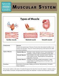 Muscular System Speedy Study Guide Paperback Walmart Com Muscular System Muscular System Activities Body Nervous System