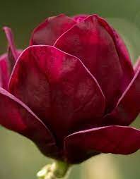 Red Magnolia Magnolia Flower Red Magnolia Snapdragon Flowers