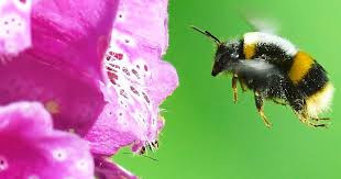 Bees get a real buzz out of flowers that produce nectar and pollen. Top 20 Insect Bee Attracting Plants Love The Garden
