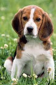 Beagle Basset Mix Puppies Off 59 Www Usushimd Com