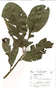 Image result for Uapaca sansibarica