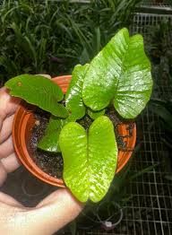Image result for Elaphoglossum