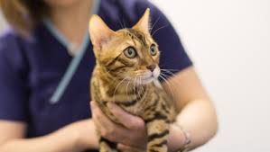 Veteriner Muayene Ucretleri Kedi Asi Fiyatlari 2019 Suzionline