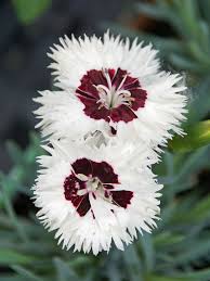 Image result for Dianthus