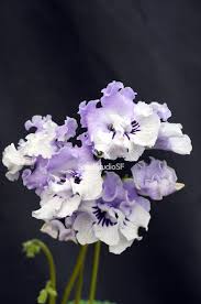 Image result for Streptocarpus solenanthus × eylesii
