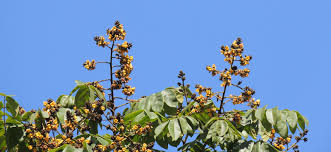 Image result for Centrolobium