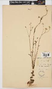 Image result for Emilia transvaalensis