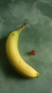 Today S Big Harvest With A Banana For Scale Gardening Garden Diy Home Flowers Roses Nature Landscaping Horticulture Banana Harvest Today