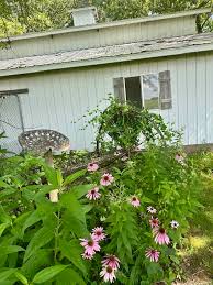 Image result for Commelina purpurea