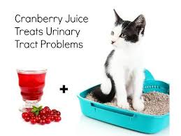 Cranberry For Cat Urinary Tract Infection Cat Remedies Uti Remedies Cat Uti