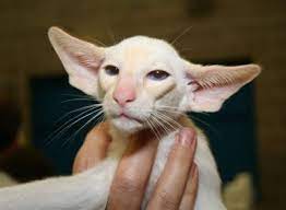Use this article by petmd.com as a good introduction to screening a cat breeder. Pin On Koshki