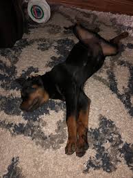 Teach your puppy basic commands like sit, stay, and down. 3 Month Old Puppy Sleep Online