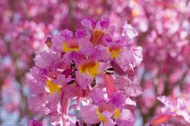 Image result for Handroanthus sp. near impetiginosus