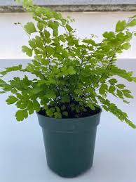 When this nutritious plant is cut and cooked in the proper way, you'll hardly notice the difference! Maidenhair Fern Care How To Grow Maintain Maidenhair Fern Plants Apartment Therapy