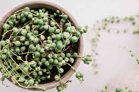 How to grow a string of pearls houseplant. String Of Pearls Plant Care Growing Guide