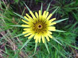We deliver locally 7 days a week! Iowa Wildflower Wild Flowers Native Plants Plants
