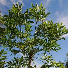 Image result for Cussonia spicata