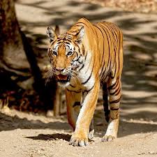 Complete History of Tigers in India ...