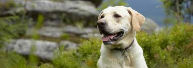 Labrador Retriever Dog Breed Facts And Traits Hills Pet