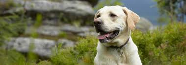 labrador retriever dog breed facts and traits hills pet