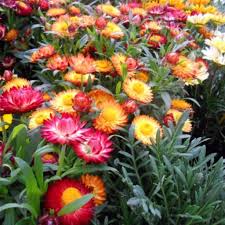 Strawflower Seeds Helichrysum Bracteatum Monstrosum Free Bonus 6 Variety Seed Pack A 30 Value Flower Seeds Helichrysum Dried Flowers