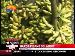 Pisang juga menjadi salah satu buah yang paling banyak dikonsumsi masyarakat di dunia. Harga Pisang Selangit Youtube