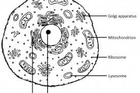 In plant cells, a cell wall maintains the shape of the cell, acting as its exoskeleton, which allows plants to stand upright; Animal Cells Do Not Have Cell Walls Biological Science Picture Directory Pulpbits Net