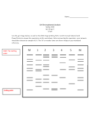As dna fragments are electrically charged, they travel through the gel. Solution Haolunmiao Gel Analysis Exercise C Studypool