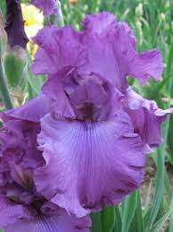 Iris Good Looking Iris Garden Iris Flowers Growing Irises