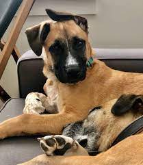 Maybe you would like to learn more about one of these? Dog Cat Pet Resources Rescue Adoption East Nashville Tn