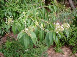 Image result for Volkameria glabra