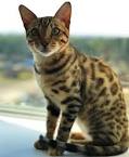 105 Exotic Names For Bengal Cats | Cat Mania