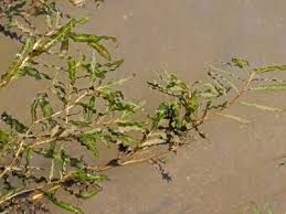 Image result for Potamogeton crispus
