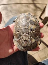 Check spelling or type a new query. Need Some Help Advice With Treating Shell Rot On An African Sideneck Turtle I M Fostering Reptiles