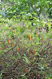 Image result for Tabernanthe elliptica