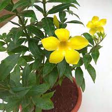 Buy Bush Allamanda Allamanda Cathartica Yellow Plant Online From Nurserylive At Lowest Price