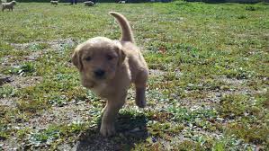 Maybe you would like to learn more about one of these? Tripod Aka Mr T Modern Dog Magazine