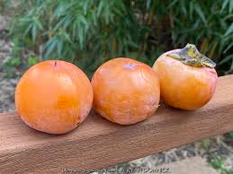 Image result for Diospyros