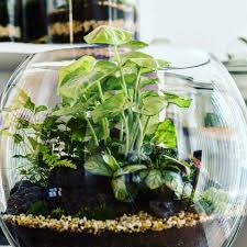 This Large Terrarium Bowl Features A Tropical Island In The Center Of The Vase Planted In A Layer Of Organic Soil Mix A Large Terrarium Plants Terrarium Bowls