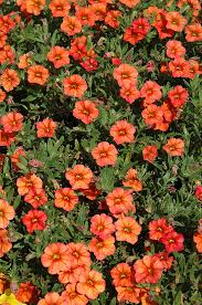 Image result for calibrachoa million bells
