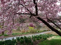 Enjoy spring with the best gardens in washington dc. Gorgeous Gardens In Virginia And Washington Dc Fun In Fairfax Va