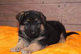 They will came with vet pappers. Should You Get A German Shepherd Puppy Pet Shops Guide Blog