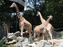 Gambar hewan peliharaan lucu ini salah satu contohnya. Fail Zirafah Di Zoo Negara Malaysia Giraffe At Malaysia National Zoo Jpg Wikipedia Bahasa Melayu Ensiklopedia Bebas
