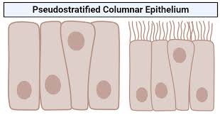 The stratified columnar epithelium has multiple layers of cells in which the apical layer is made up of columnar cells while the deeper layer can be either cuboidal or columnar. Pseudostratified Columnar Epithelium Structure Functions Examples