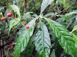 Image result for Psychotria linearisepala