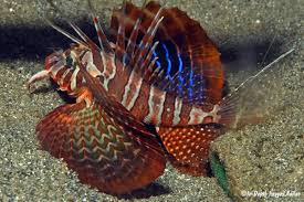Image result for Arthropteris anniana