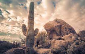 Gli ospiti possono usufruire di un balcone privato presso i seguenti hotel vicino a cactus forest trail a tucson 5 291 Tucson Arizona Desert Wall Murals Canvas Prints Stickers Wallsheaven