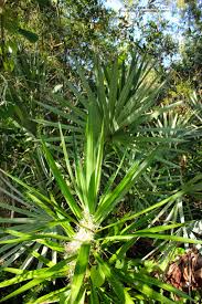 Check spelling or type a new query. Phillip S Natural World Florida S Thorniest Native Plants